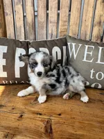 Bluey, a male Toy Australian Shepherd for sale in Wills Point, TX – 5 of 10