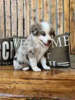 Charley, a male Toy Australian Shepherd for sale in Wills Point, TX – 5 of 10