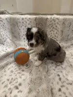 Betsy, a female Toy Australian Shepherd for sale in Wills Point, TX – 7 of 10