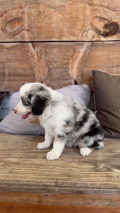 Jake, a male Toy Australian Shepherd for sale in Wills Point, TX – 10 of 10