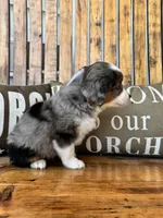 Martha, a female Toy Australian Shepherd for sale in Wills Point, TX – 3 of 10