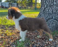 Tanner, a male Toy Australian Shepherd for sale in Wills Point, TX – 4 of 7