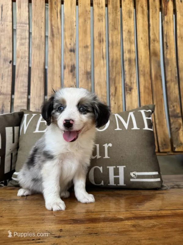 Jake – Toy Australian Shepherd puppy for sale in Wills Point, TX