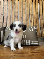 Jake, a male Toy Australian Shepherd for sale in Wills Point, TX – 1 of 10