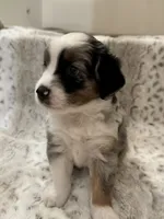 George, a male Toy Australian Shepherd for sale in Wills Point, TX – 4 of 10