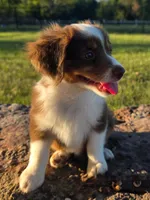 Tanner, a male Toy Australian Shepherd for sale in Wills Point, TX – 2 of 7