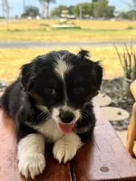 Penelope, a female Toy Australian Shepherd for sale in Wills Point, TX – 3 of 10