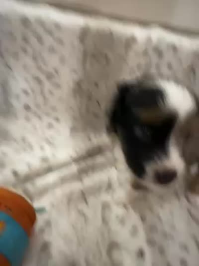 Betsy, a female Toy Australian Shepherd for sale in Wills Point, TX – 10 of 10