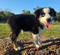 Flynn, a male Toy Australian Shepherd for sale in Wills Point, TX – 5 of 10