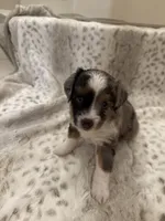 Betsy, a female Toy Australian Shepherd for sale in Wills Point, TX – 3 of 10