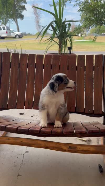 George, a male Toy Australian Shepherd for sale in Wills Point, TX – 8 of 8