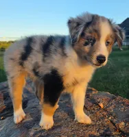 Bella, a female Toy Australian Shepherd for sale in Wills Point, TX – 3 of 10