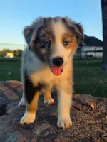 Bella, a female Toy Australian Shepherd for sale in Wills Point, TX – 6 of 10