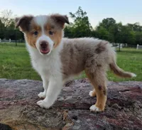 Merada, a female Toy Australian Shepherd for sale in Wills Point, TX – 6 of 10