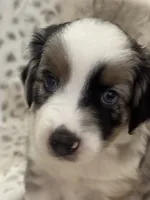 George, a male Toy Australian Shepherd for sale in Wills Point, TX – 2 of 10