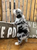 Jake, a male Toy Australian Shepherd for sale in Wills Point, TX – 3 of 10