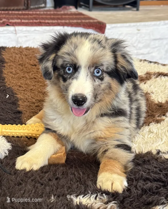 Bluey – Toy Australian Shepherd puppy for sale in Wills Point, TX