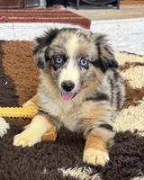Bluey, a male Toy Australian Shepherd for sale in Wills Point, TX – 1 of 10