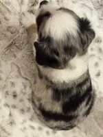 George, a male Toy Australian Shepherd for sale in Wills Point, TX – 3 of 10