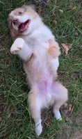 Dallas, a male Toy Australian Shepherd for sale in Wills Point, TX – 3 of 8