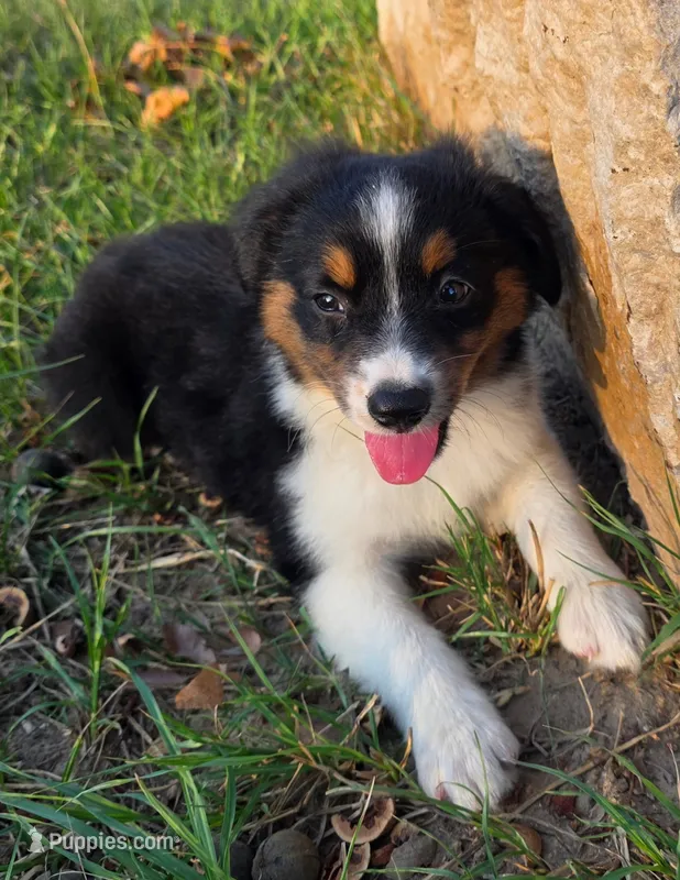 Milo – Toy Australian Shepherd puppy for sale in Wills Point, TX