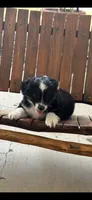 Penelope, a female Toy Australian Shepherd for sale in Wills Point, TX – 8 of 10