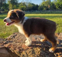 Tanner, a male Toy Australian Shepherd for sale in Wills Point, TX – 6 of 7