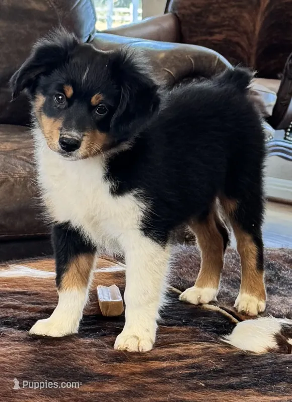 Ryder – Toy Australian Shepherd puppy for sale in Wills Point, TX