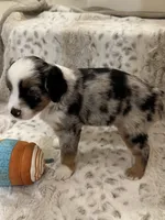 George, a male Toy Australian Shepherd for sale in Wills Point, TX – 6 of 10