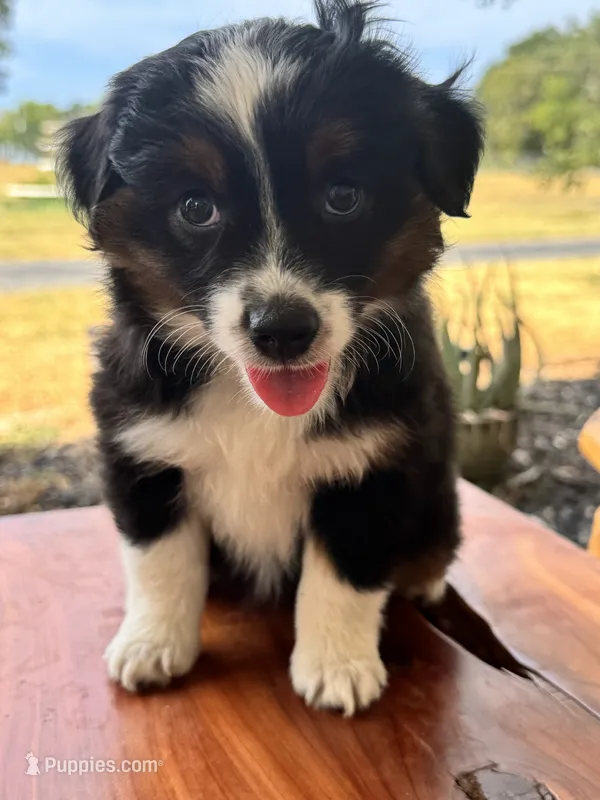 Penelope – Toy Australian Shepherd puppy for sale in Wills Point, TX