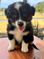 Penelope, a female Toy Australian Shepherd for sale in Wills Point, TX – 1 of 10
