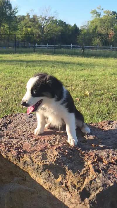Flynn, a male Toy Australian Shepherd for sale in Wills Point, TX – 9 of 10