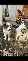 George, a male Toy Australian Shepherd for sale in Wills Point, TX – 3 of 8