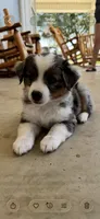 Martha, a female Toy Australian Shepherd for sale in Wills Point, TX – 8 of 10