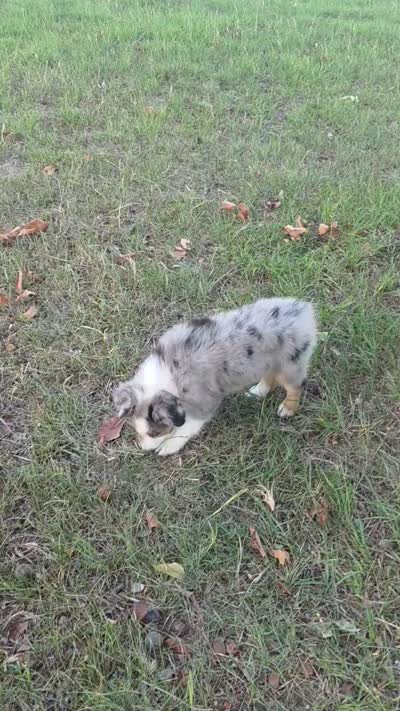 Bella, a female Toy Australian Shepherd for sale in Wills Point, TX – 9 of 10