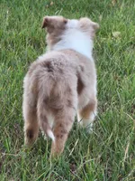 Merada, a female Toy Australian Shepherd for sale in Wills Point, TX – 3 of 10