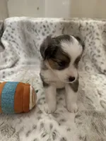 Martha, a female Toy Australian Shepherd for sale in Wills Point, TX – 4 of 10