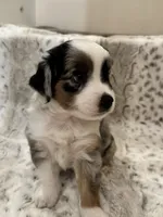 George, a male Toy Australian Shepherd for sale in Wills Point, TX – 5 of 10