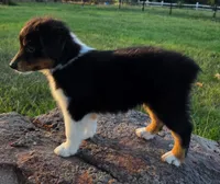 Ryder, a male Toy Australian Shepherd for sale in Wills Point, TX – 7 of 9