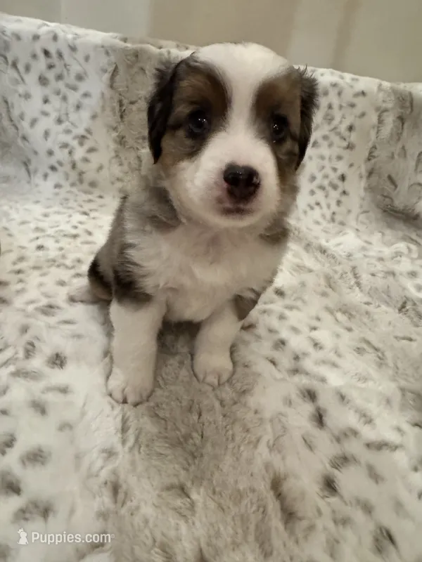 Martha – Toy Australian Shepherd puppy for sale in Wills Point, TX