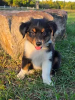Ryder, a male Toy Australian Shepherd for sale in Wills Point, TX – 1 of 9