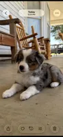 Martha, a female Toy Australian Shepherd for sale in Wills Point, TX – 7 of 10