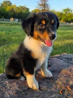 Ryder, a male Toy Australian Shepherd for sale in Wills Point, TX – 3 of 9