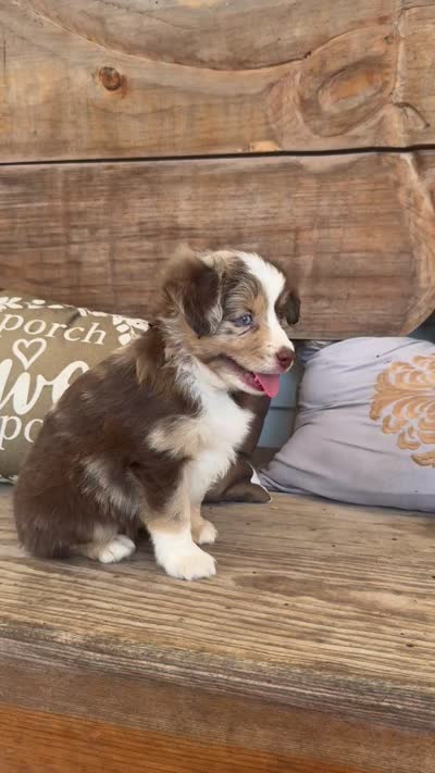 Malachi, a male Toy Australian Shepherd for sale in Wills Point, TX – 10 of 10
