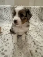 Martha, a female Toy Australian Shepherd for sale in Wills Point, TX – 8 of 10