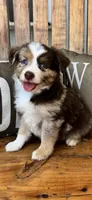 Malachi, a male Toy Australian Shepherd for sale in Wills Point, TX – 5 of 10