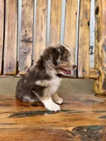 Malachi, a male Toy Australian Shepherd for sale in Wills Point, TX – 3 of 10