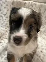 Betsy, a female Toy Australian Shepherd for sale in Wills Point, TX – 5 of 10