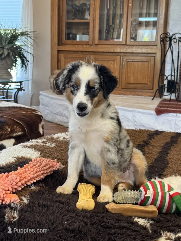 George – Toy Australian Shepherd puppy for sale in Wills Point, TX