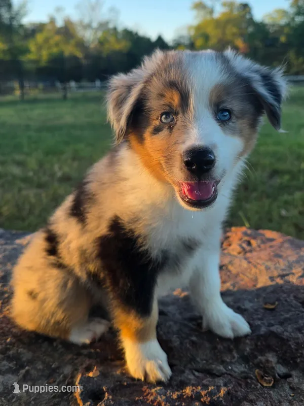 Bella – Toy Australian Shepherd puppy for sale in Wills Point, TX